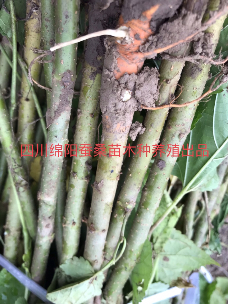 桑树苗包成活包技术包回收蚕茧