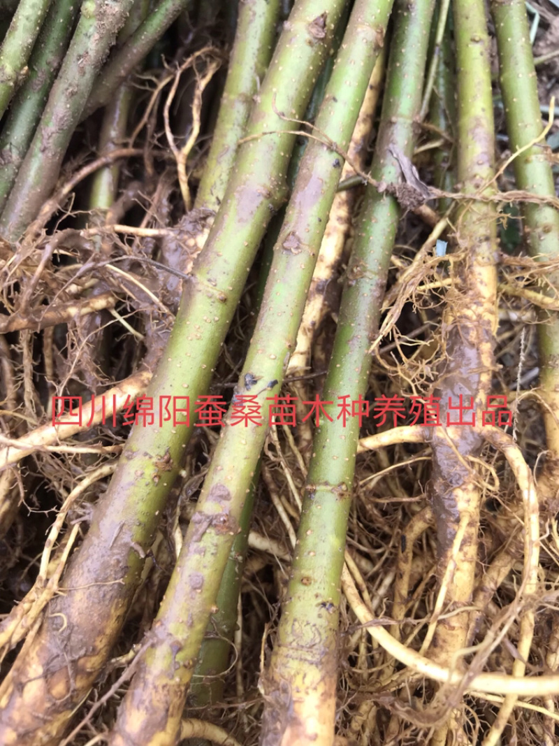 桑树苗包成活包技术包回收蚕茧