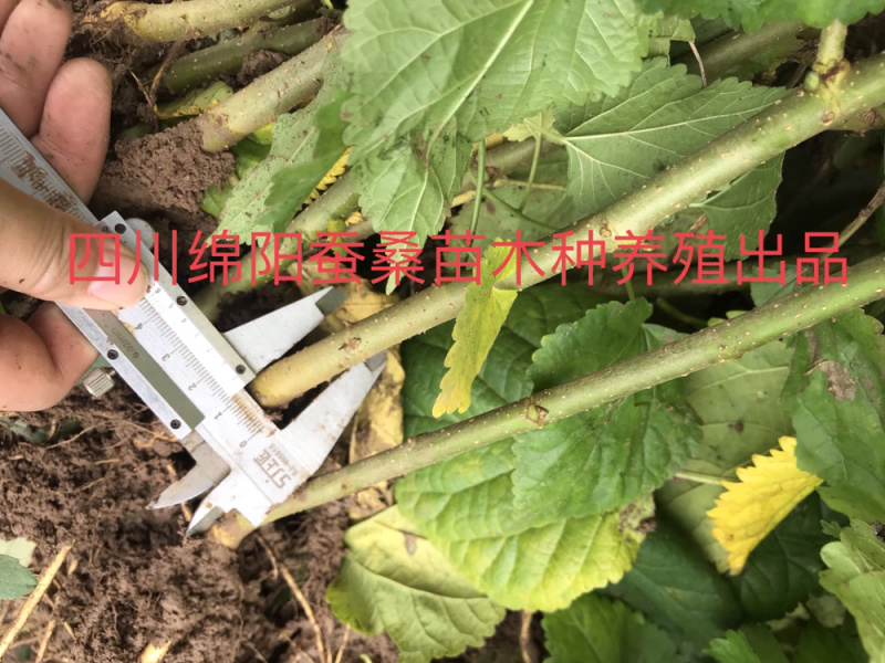 桑树苗包成活包技术包回收蚕茧