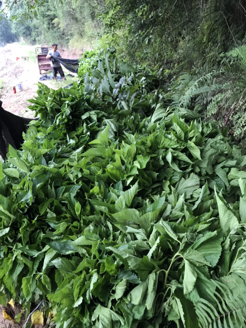 桑树苗包成活包技术包回收蚕茧