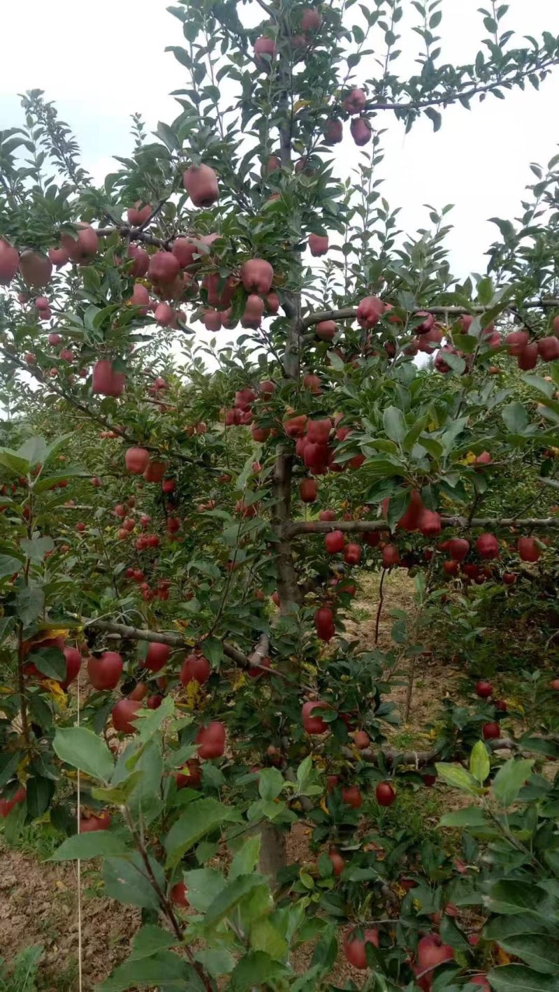 纯山地天水花牛苹果