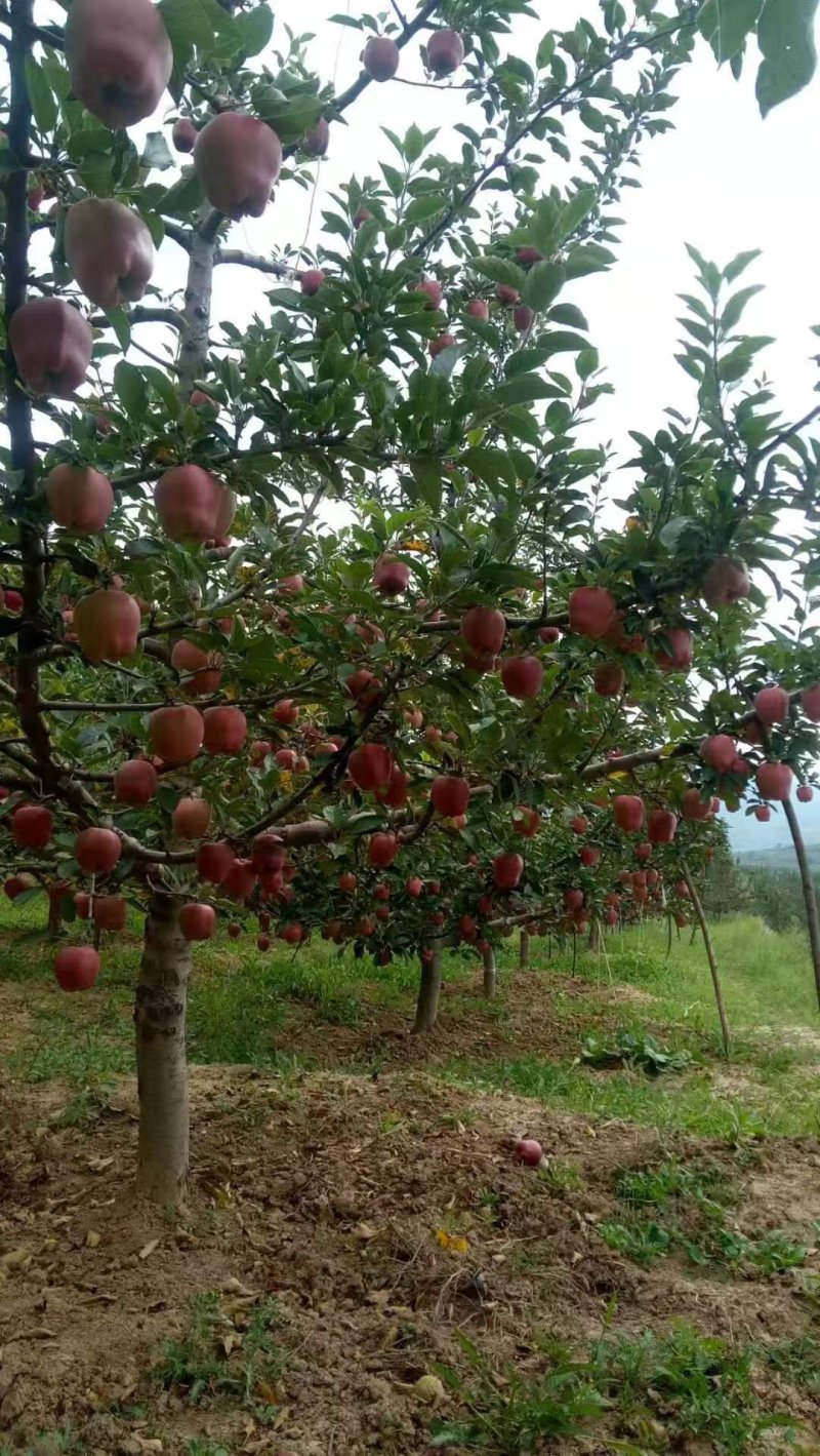 纯山地天水花牛苹果