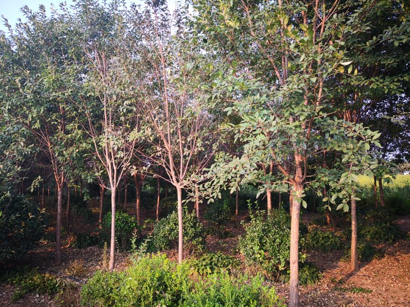 出售1一20公分流苏树，流苏树价格，流苏行情