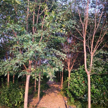 出售1一20公分流苏树，流苏树价格，流苏行情