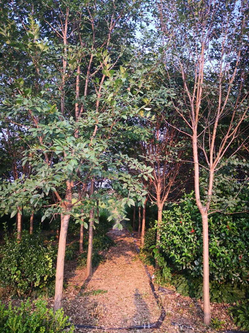 出售1一20公分流苏树，流苏树价格，流苏行情