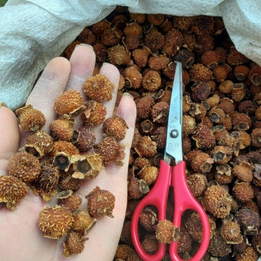 贵州铜仁无硫刺梨干果色黄去刺干刺梨泡水泡茶泡酒喝气香味甜
