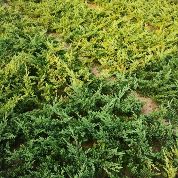 退地处理供应各种规格铺地柏！地柏产地/行情