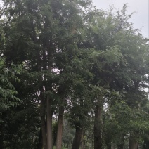 出售各类丛生朴树、大规格朴树