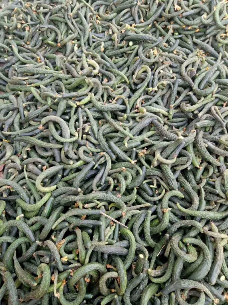 黄瓜妞，加工厂用黄瓜，腌制黄瓜，黄瓜半成品