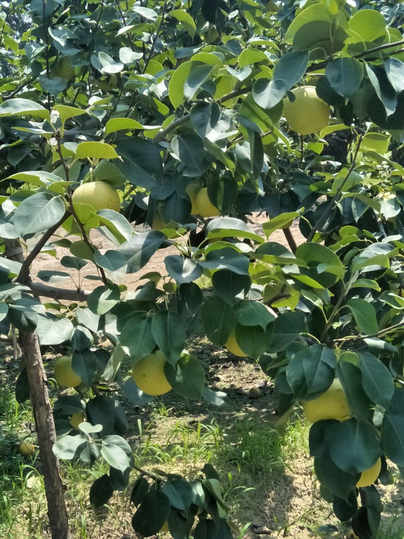 自家种植管理光果皇冠梨