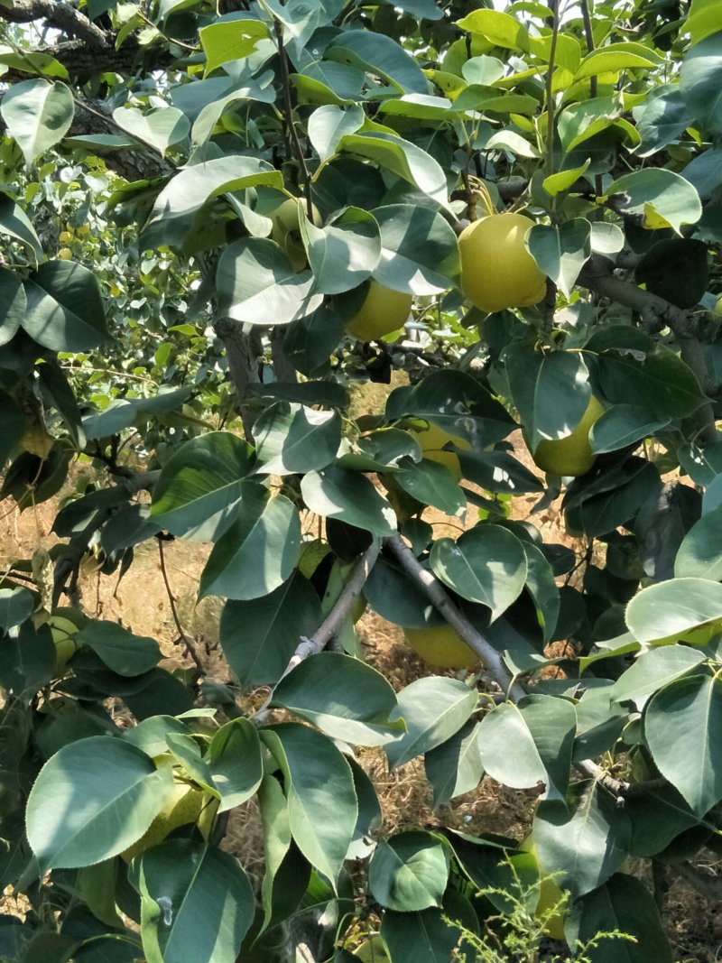 自家种植管理光果皇冠梨