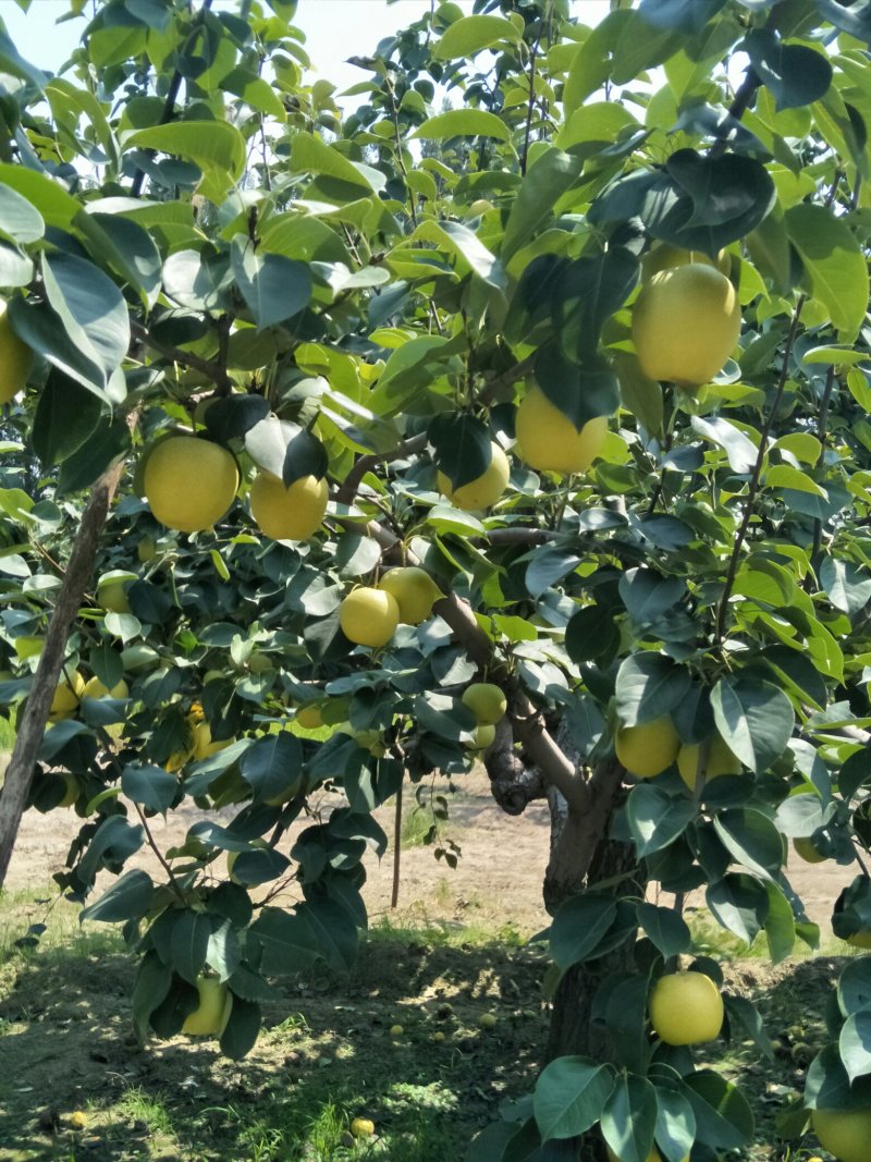 自家种植管理光果皇冠梨