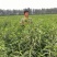 砀山黄桃苗83、19.甜食黄桃苗现挖现卖死苗补发提供技术