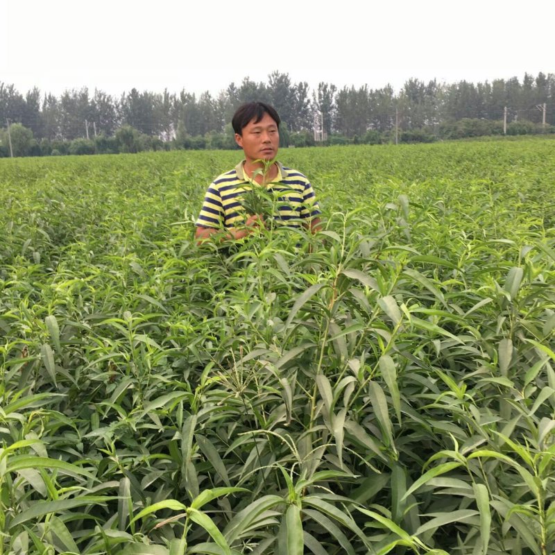 砀山黄桃苗83、19.甜食黄桃苗现挖现卖死苗补发提供技术