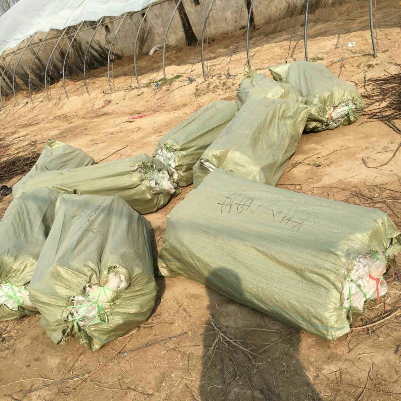 砀山黄桃苗83、19.甜食黄桃苗现挖现卖死苗补发提供技术