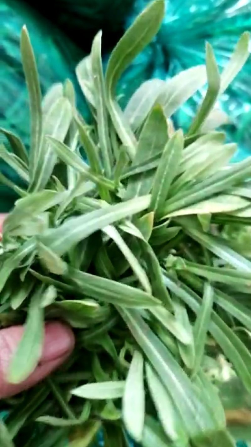 面条菜种子播种季