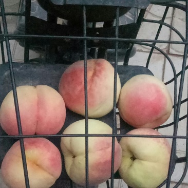 永连密桃