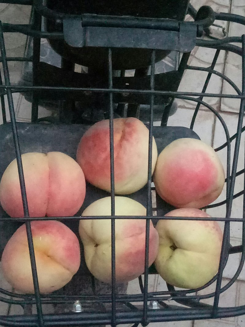 永连密桃