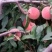 永连密桃