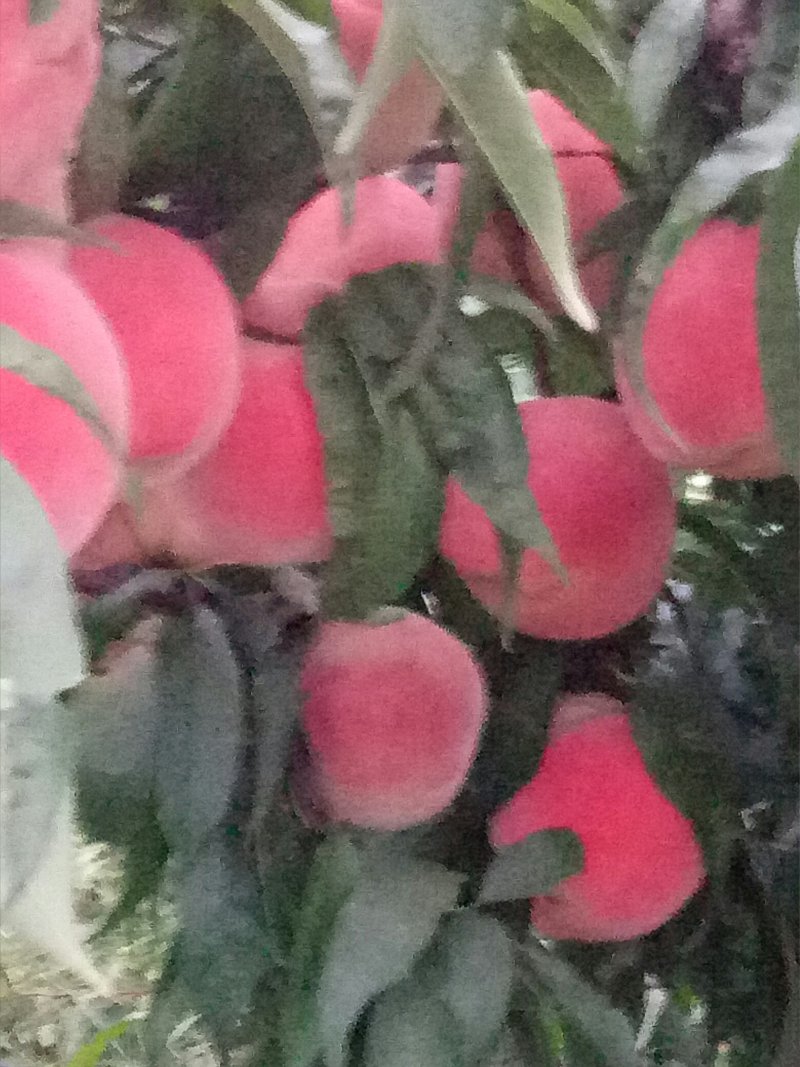 永连密桃