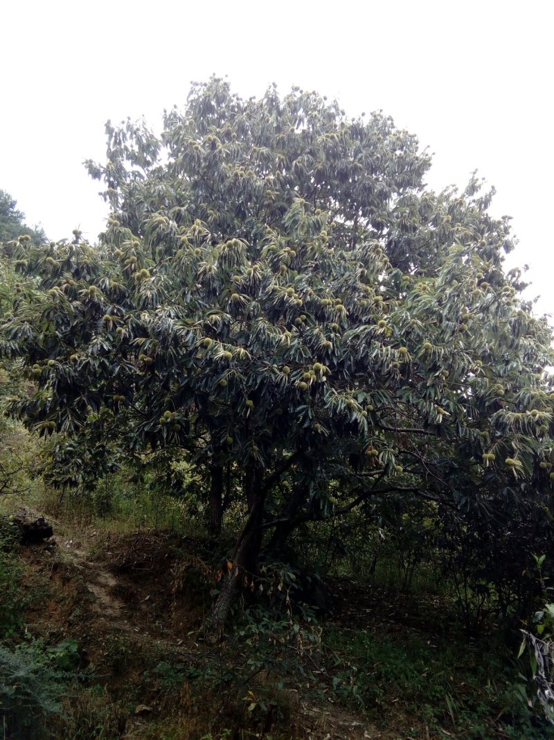 大板粟