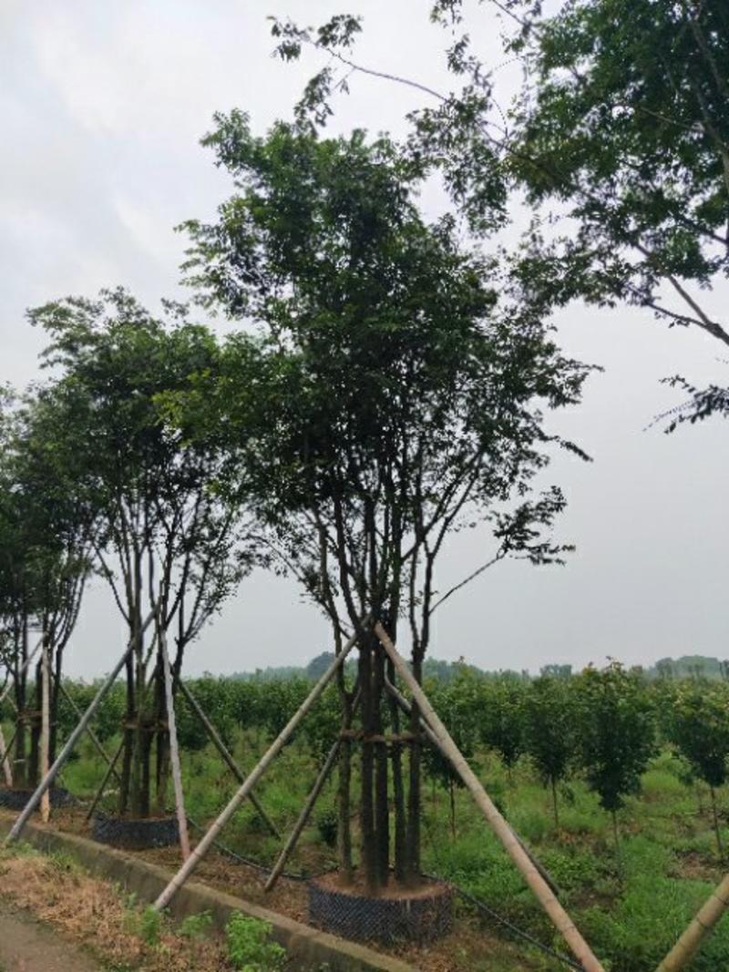 丛生朴树产地直供一手货源耐运输