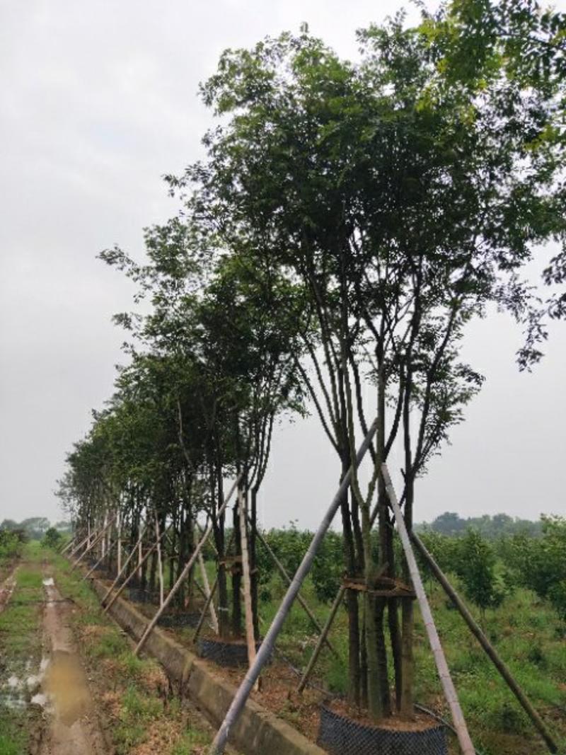 丛生朴树产地直供一手货源耐运输