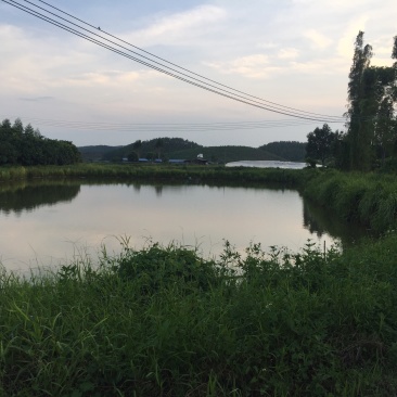 鱼塘出租