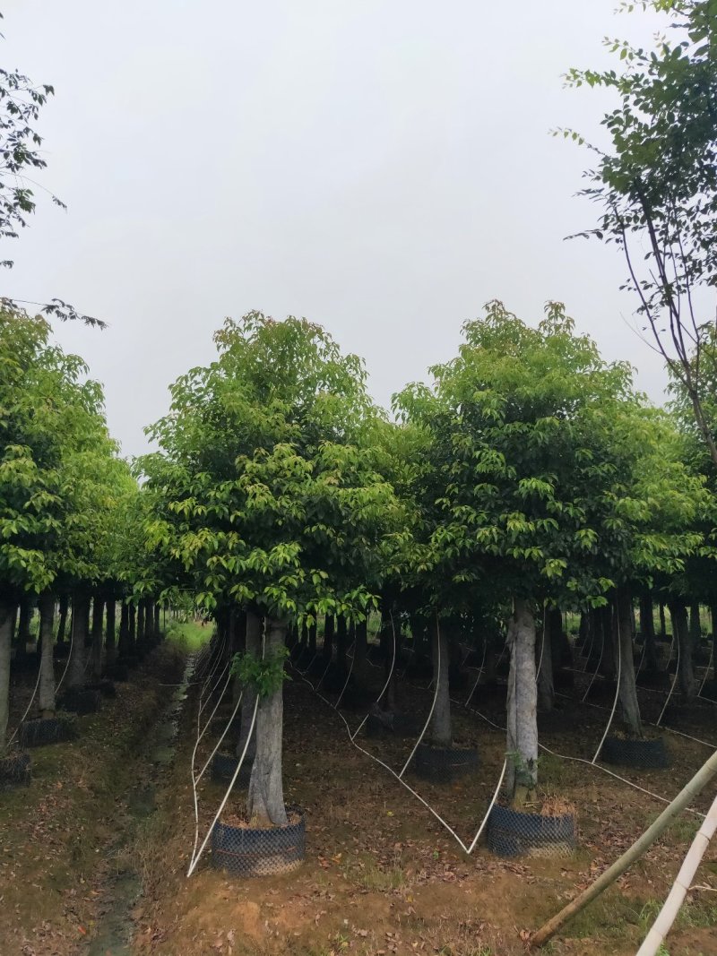 截杆香樟，自己苗圃，一手货源，优价供应。