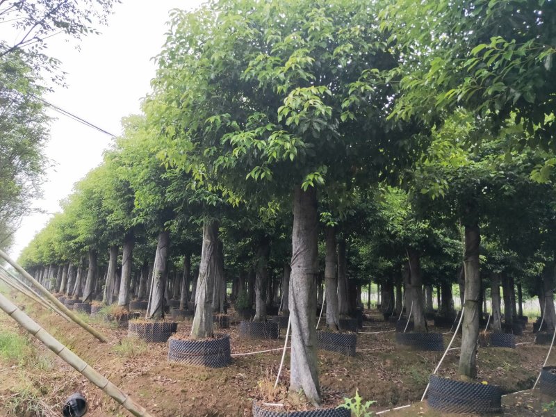 截杆香樟，自己苗圃，一手货源，优价供应。