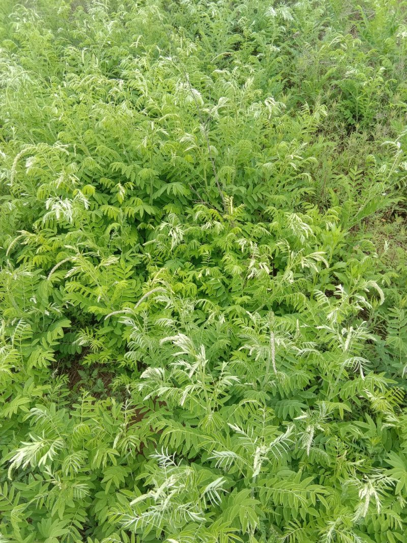 苦参家中的没有用农药，除草都是人工除的