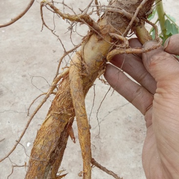 苦参家中的没有用农药，除草都是人工除的