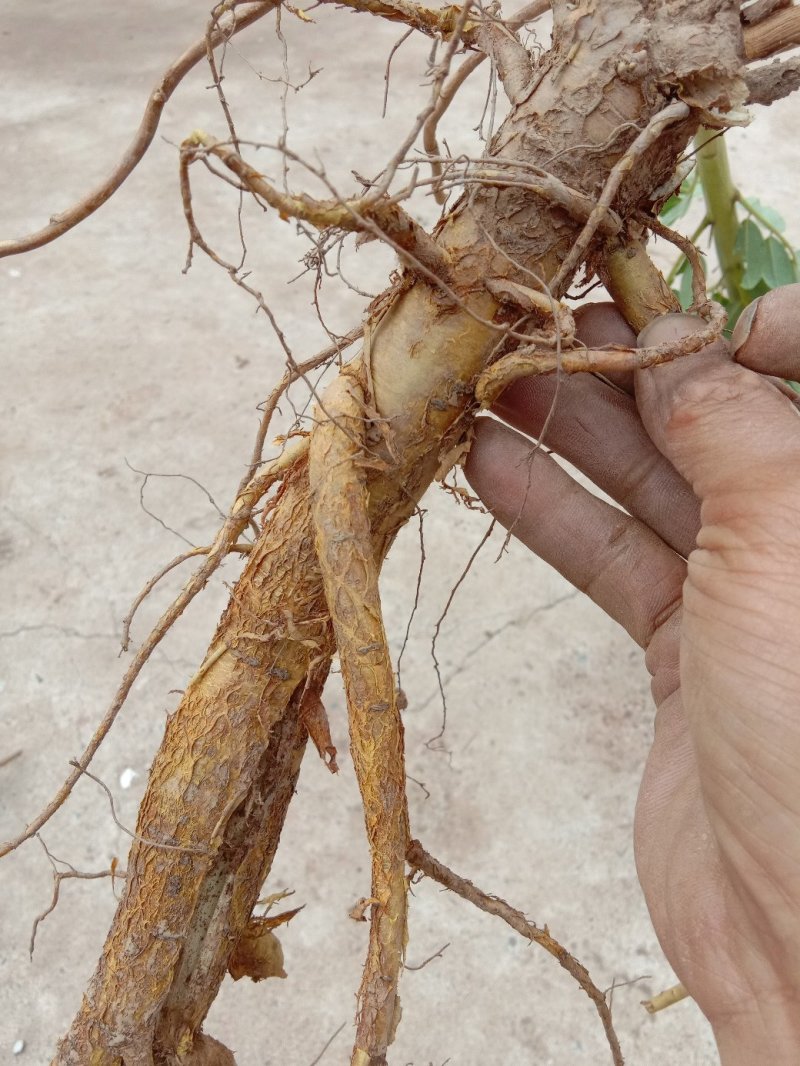 苦参家中的没有用农药，除草都是人工除的