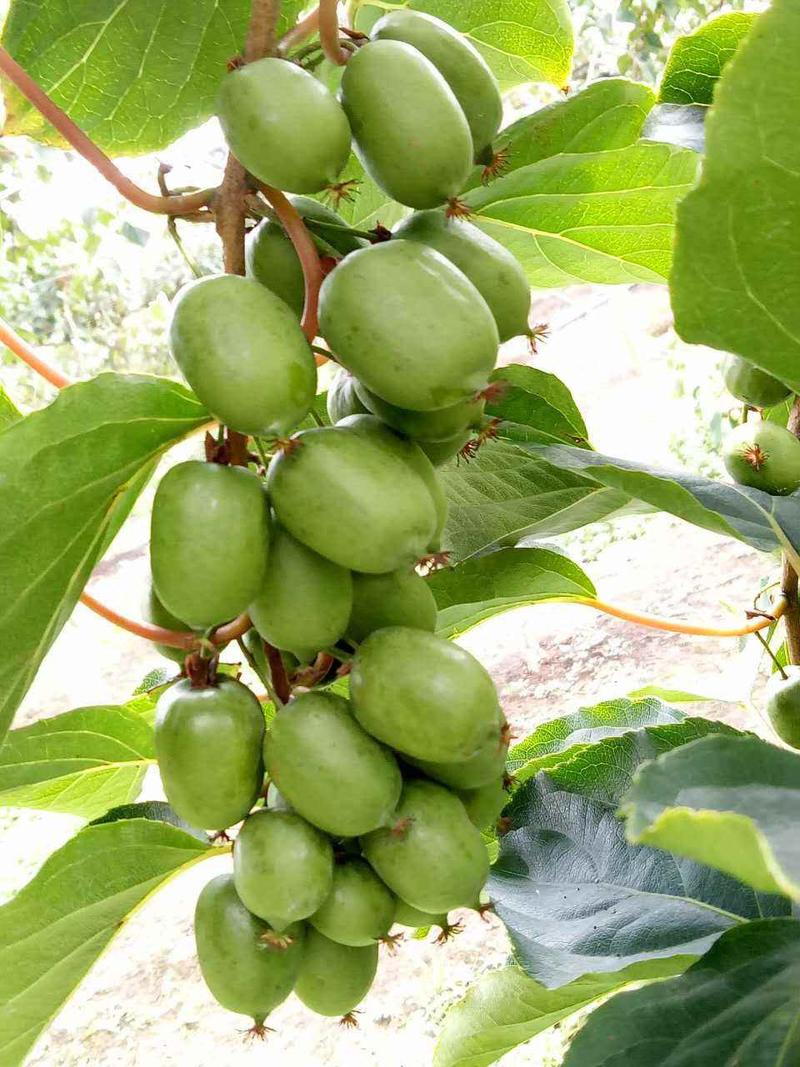 软枣苗软枣猕猴桃苗品种纯基地直供浩海浆果