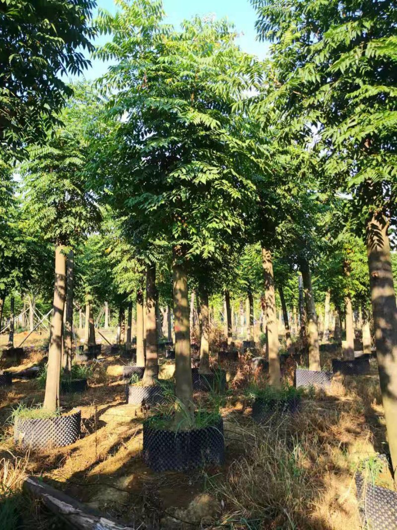 黄山栾树14~16cm12~14cm4米以上