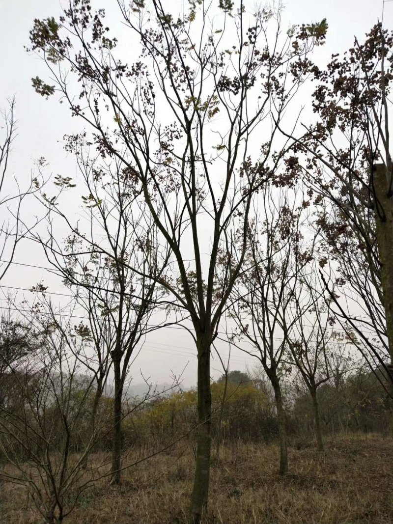 黄山栾树14~16cm12~14cm4米以上