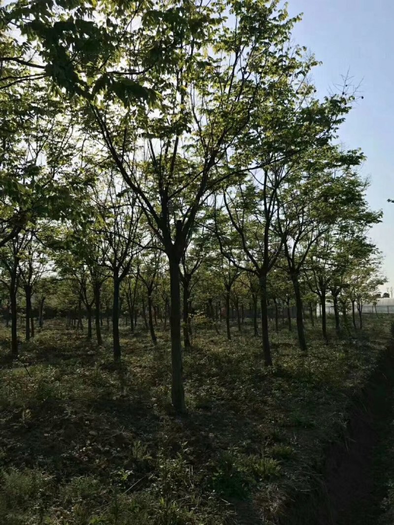 黄山栾树14~16cm12~14cm4米以上