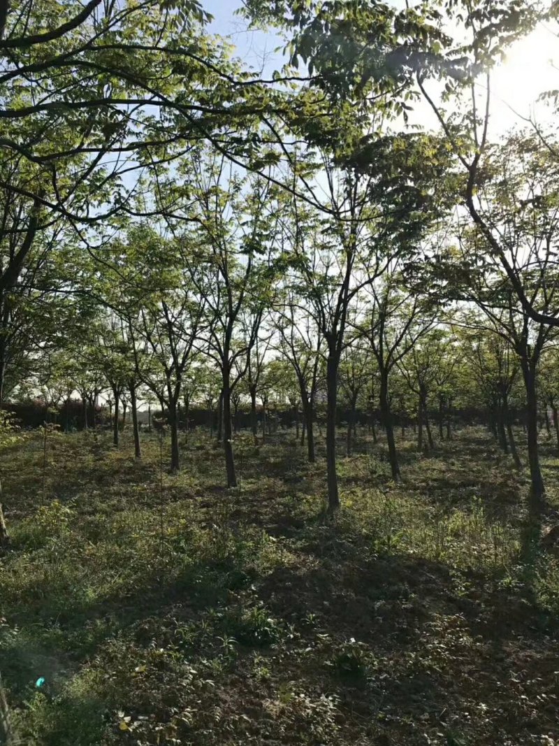 黄山栾树14~16cm12~14cm4米以上