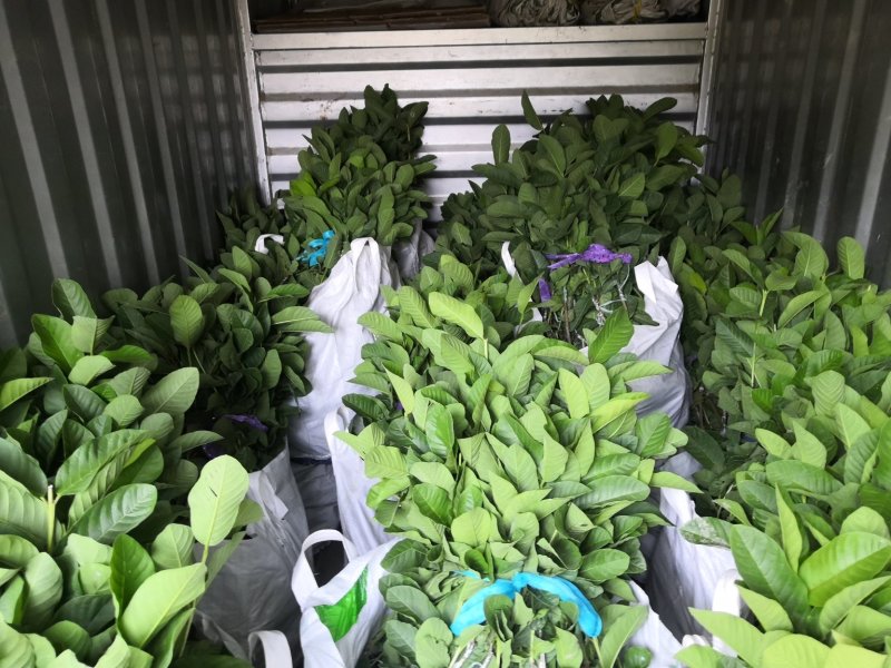 台湾珍珠番石榴苗，珍珠白肉芭乐苗