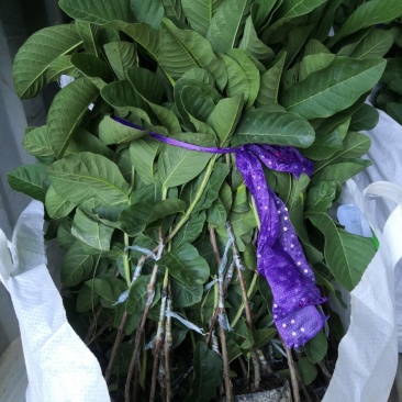 台湾珍珠番石榴苗，珍珠白肉芭乐苗