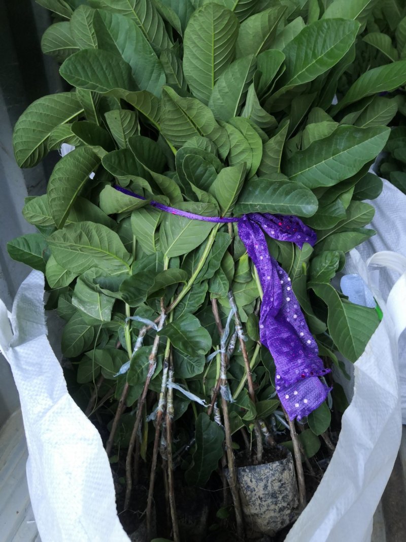 台湾珍珠番石榴苗，珍珠白肉芭乐苗