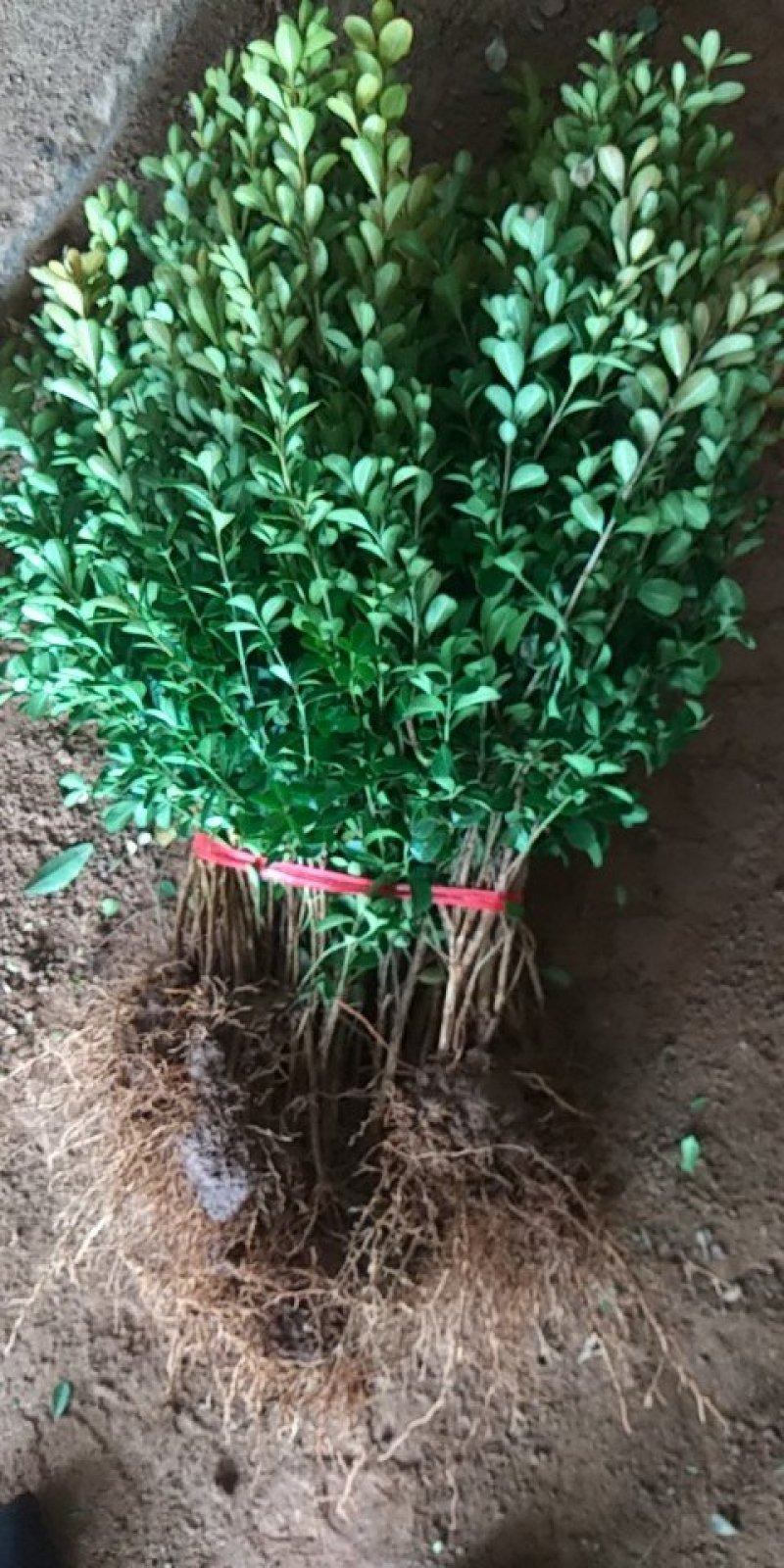 精选瓜子黄杨床苗，根系好，带鲜泥发货。现定现起，规格全