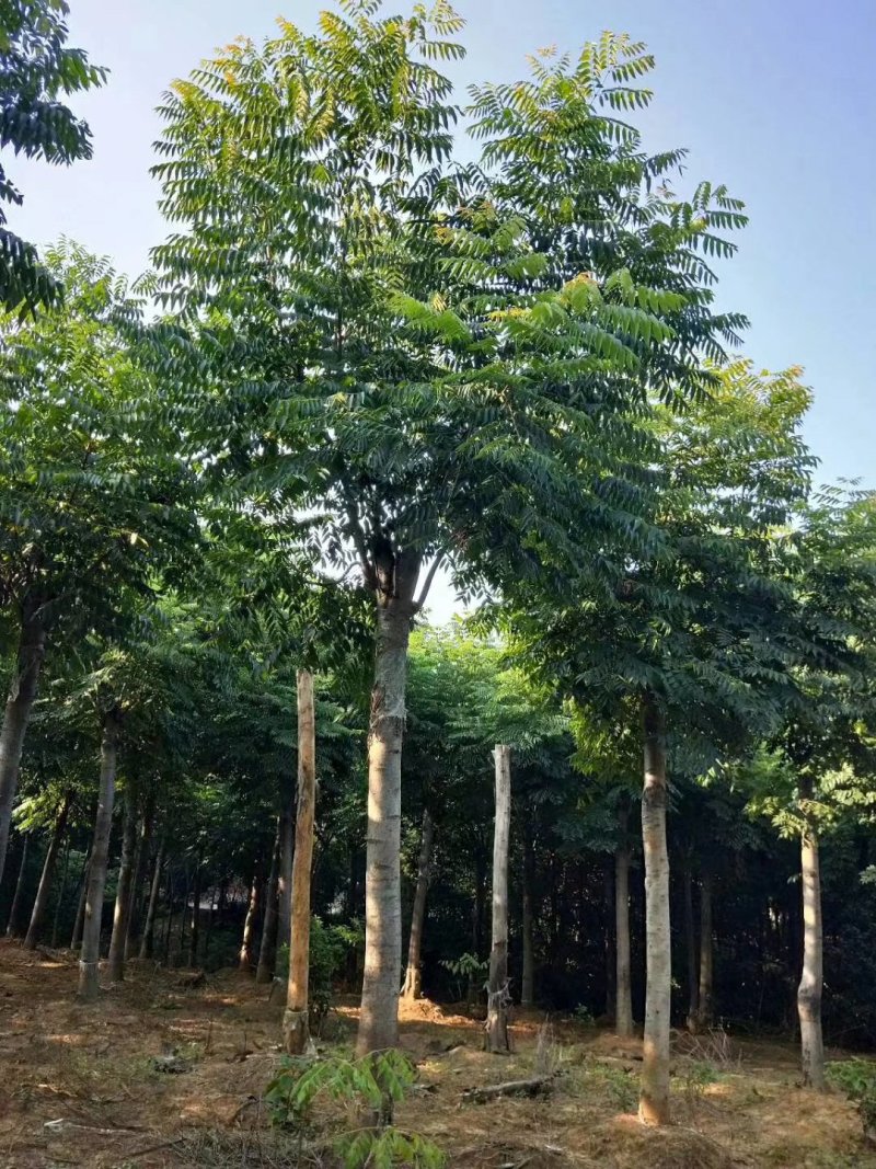 黄山栾树14~16cm12~14cm4米以上