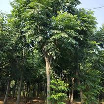 黄山栾树14~16cm12~14cm4米以上