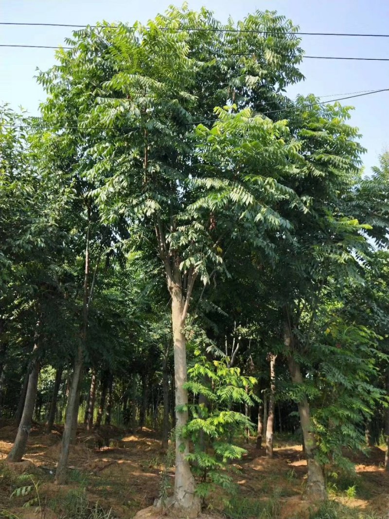 黄山栾树14~16cm12~14cm4米以上