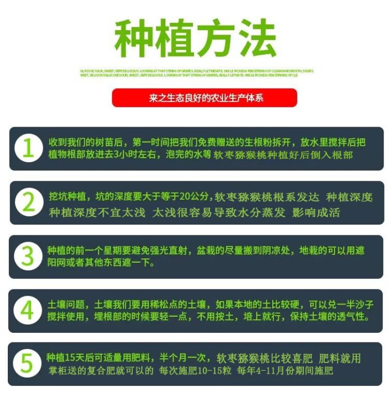 猕猴桃苗软枣猕猴桃苗软枣子苗基地直供浩海浆果龙城