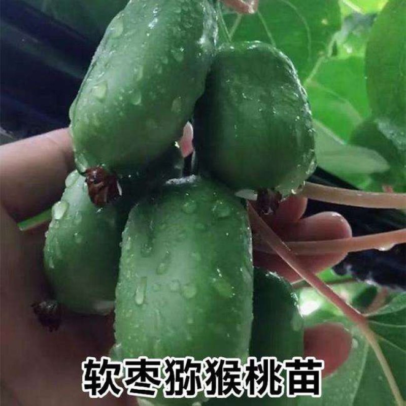 猕猴桃苗软枣猕猴桃苗软枣子苗基地直供浩海浆果龙城