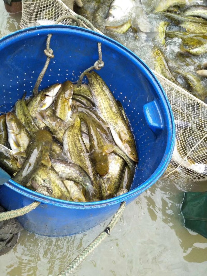 基地直供广东江门市包装饲料养殖花鲶，塘头价。