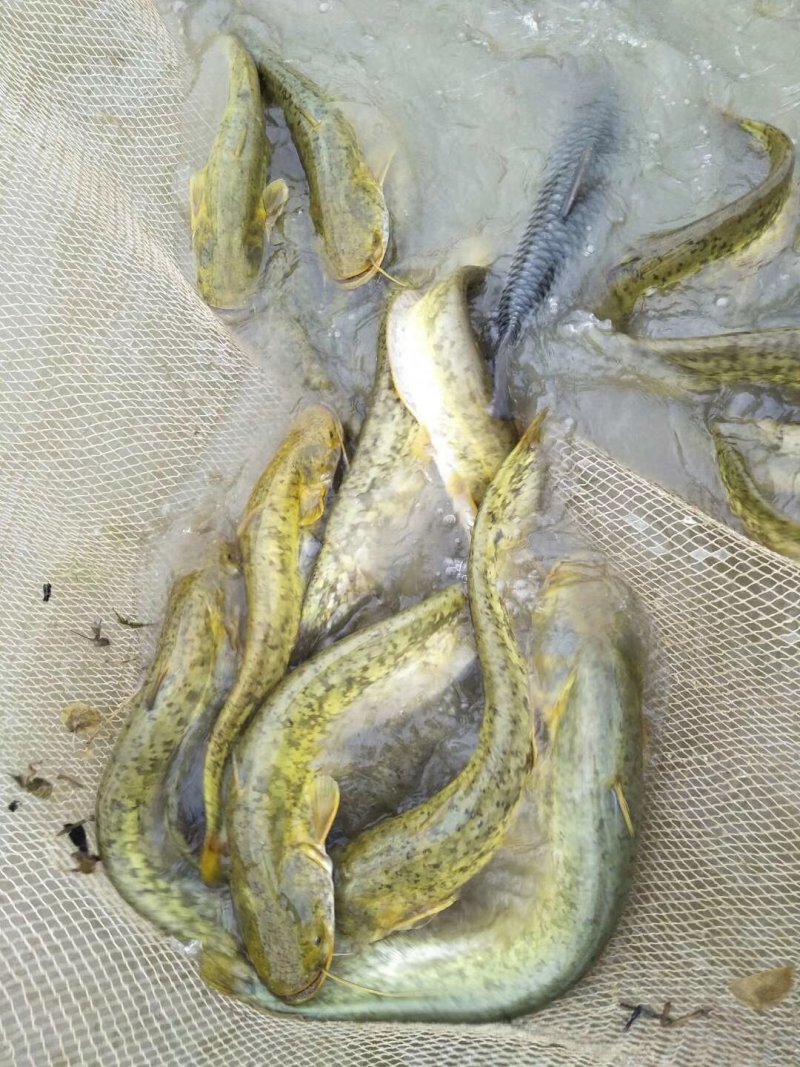 基地直供广东江门市包装饲料养殖花鲶，塘头价。
