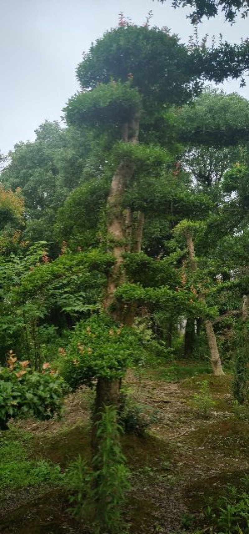 自己苗圃，造型柞树，橡树一手货源，优价供应